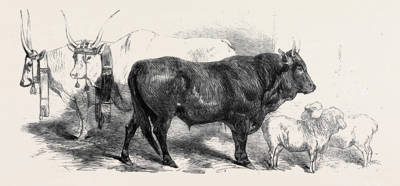 PAIR OF OXEN FROM THE ROYAL DOMAIN OF THE VAL DI CHIANA, OX OF PISAN RACE, SHEEP OF THE GINESTRE D'ARTIMINIO RACE, AND MERINO, ANIMALS AT THE FLORENCE EXHIBITION