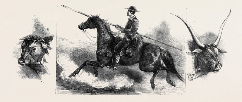 LEFT: BULL FROM PRATO, CENTRE: TUSCAN MAREMME, OR HERDSMAN, RIGHT: MOUNTAIN RACE (DARK GREY BULL), ANIMALS AT THE FLORENCE EXHIBITION