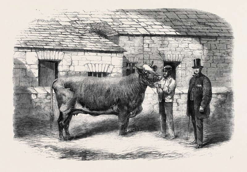 CAPTAIN GUNTER'S DUCHESS 77TH, FIRST PRIZE COW AT THE ROYAL AGRICULTURAL SOCIETY'S SHOW AT LEEDS