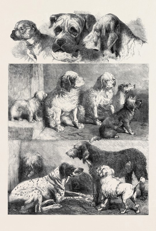 PRIZE DOGS FROM THE EXHIBITION OF SPORTING AND OTHER DOGS HELD LAST WEEK AT BIRMINGHAM, DECEMBER 14, 1861