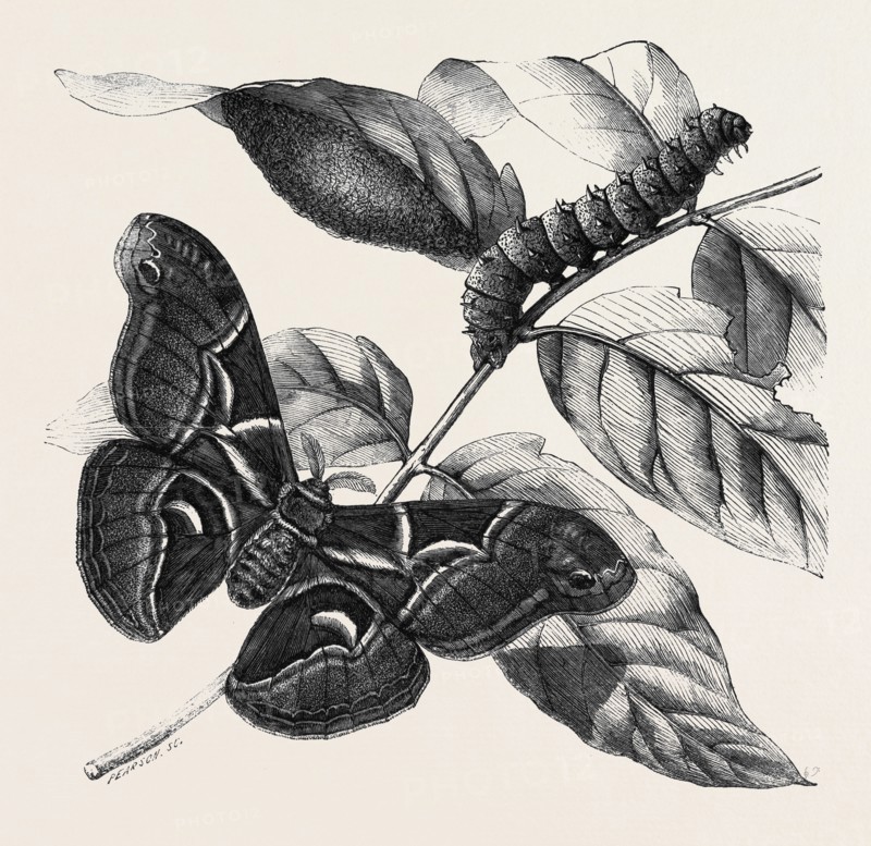 NEW SILKWORM MOTH (SATURNIA CYNTHIA), CATERPILLAR, AND COCOON