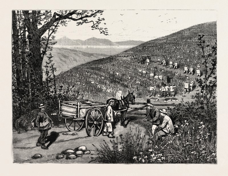 CALIFORNIA: OUR NATIONAL INDUSTRIES: GRAPE-CULTURE IN THE SONOMA VALLEY