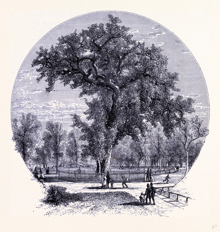 The old Olm in Boston Common, United States of America