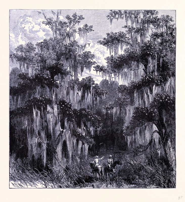 Magnolia swamp, United States of America