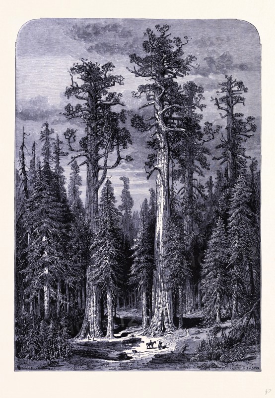 The giant trees in the Mariposa forest, United States of America