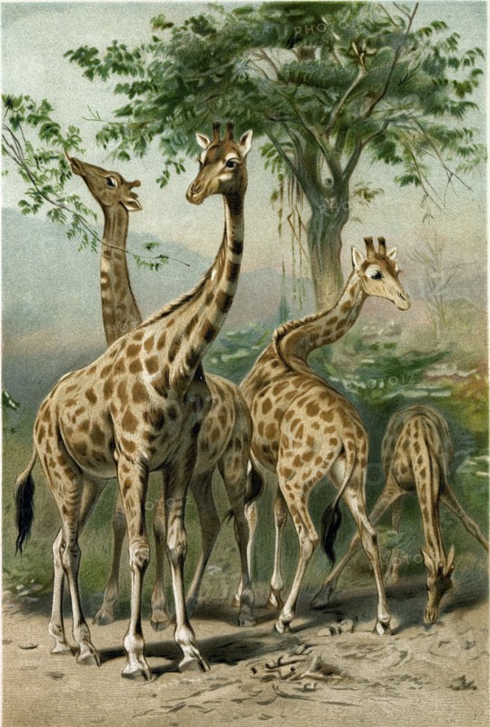 SOUTH AFRICAN GIRAFFES