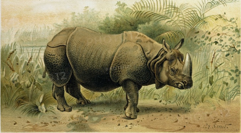 INDIAN RHINOCEROS.