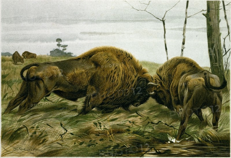 THE EUROPEAN BISON.
