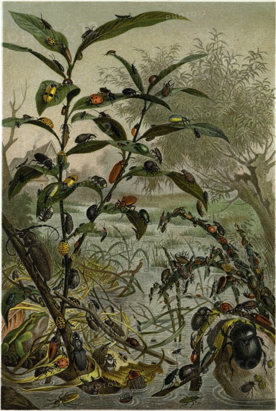 BEETLES IN A FLOOD.