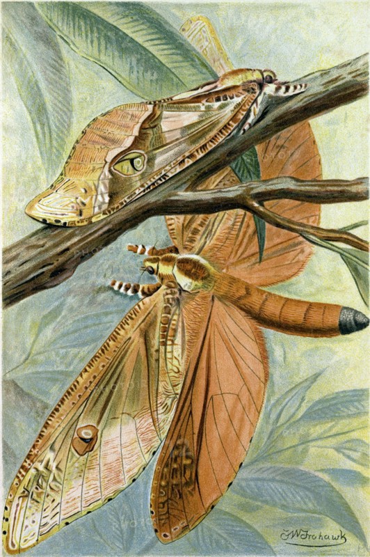 GIANT SWIFT MOTH