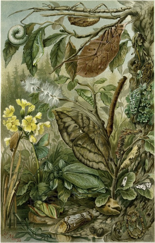 NATURE, NINETEENTH CENTURY, FLOWER, LEAVES, TREE, BEETLE