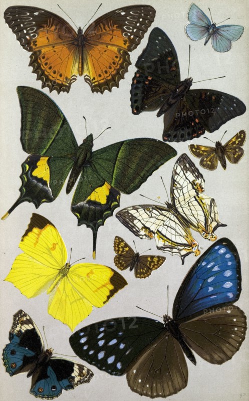 Butterflies