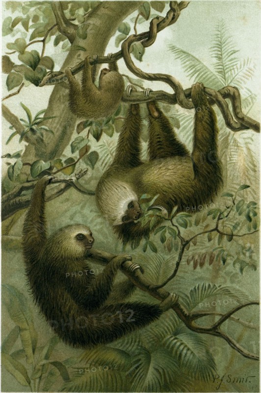 THE TWO-TOED SLOTH