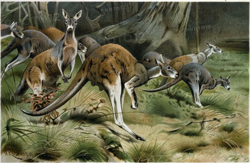 THE RED KANGAROO