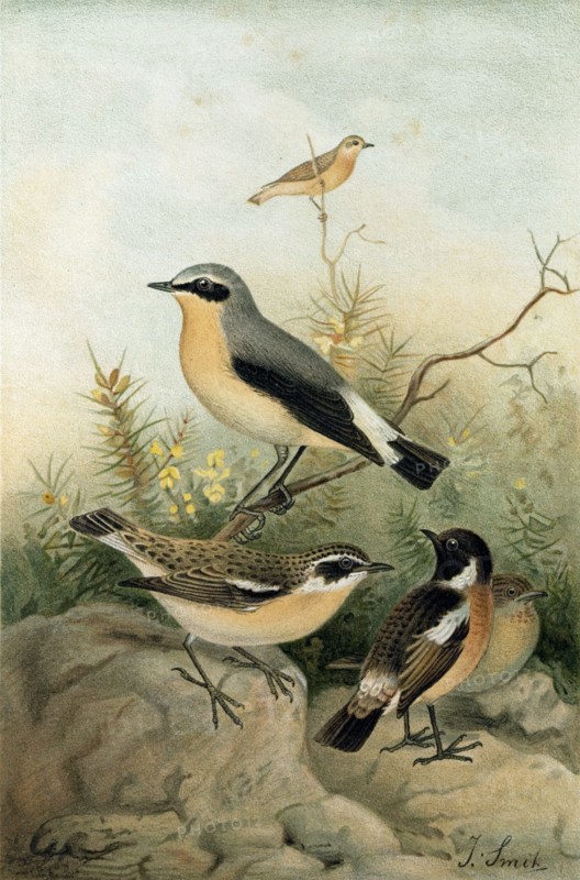 WHEATEAR, STONECHAT AND WHINCHAT
