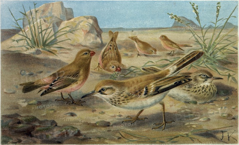 DESERT FINCH AND DESERT LARK.
