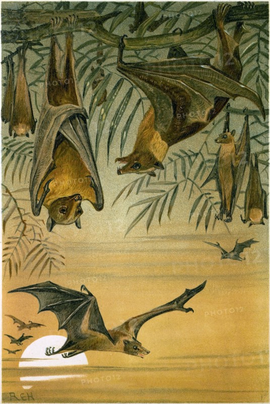 FRUIT BATS