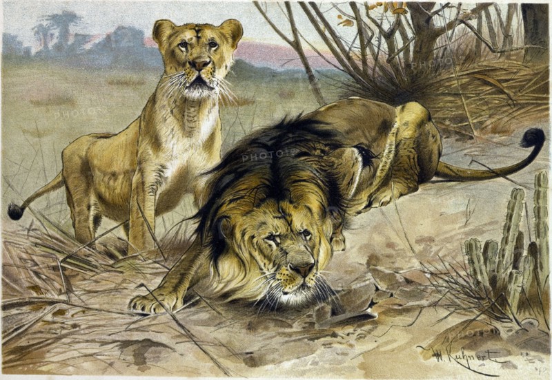 LION AND LIONESS