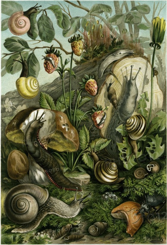 LAND MOLLUSCS, OR SNAILS AND SLUGS