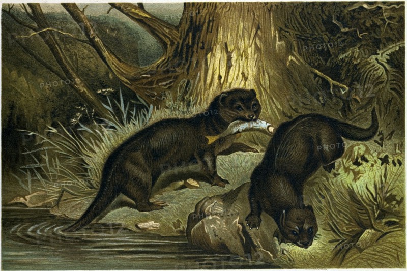 EUROPEAN OTTER