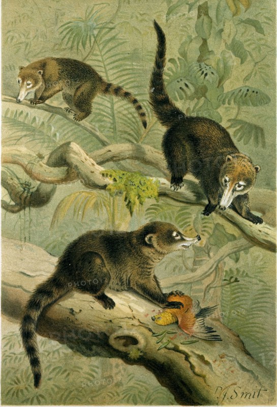 WHITE-NOSED COATI