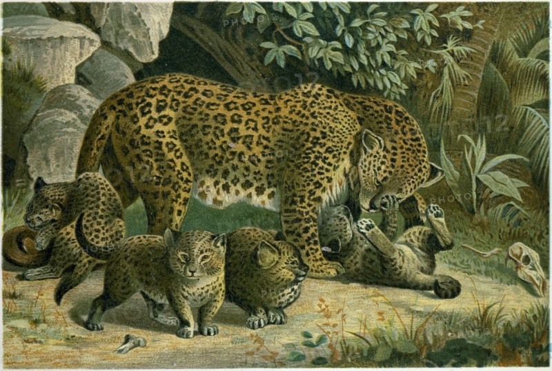 LEOPARD