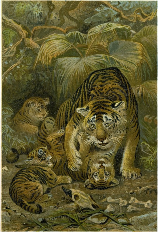TIGRESS AND CUBS