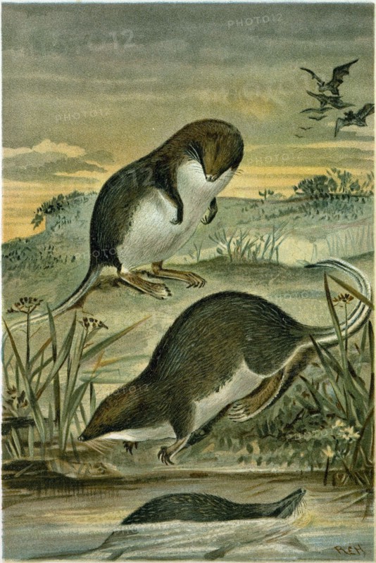 WEB-FOOTED SHREWS