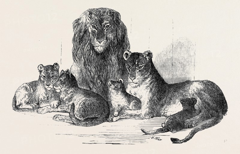 FAMILY OF LIONS IN THE GARDENS OF THE CLIFTON AND BRISTOL ZOOLOGICAL SOCIETY