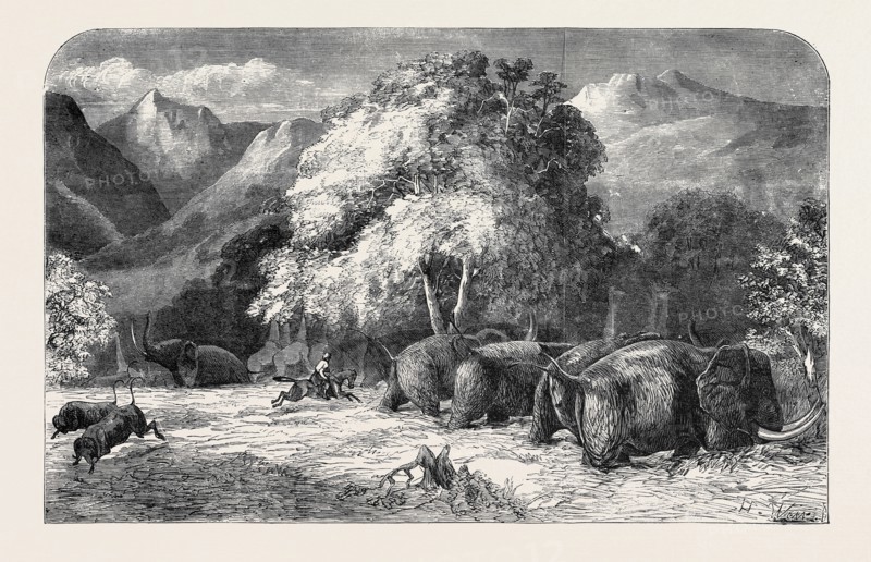 MR. GORDON CUMMING'S LECTURE, RIDING OUT THE BEST IVORY ELEPHANT, SHOOTING FROM THE SADDLE, PAINTED BY HARRISON WEIR