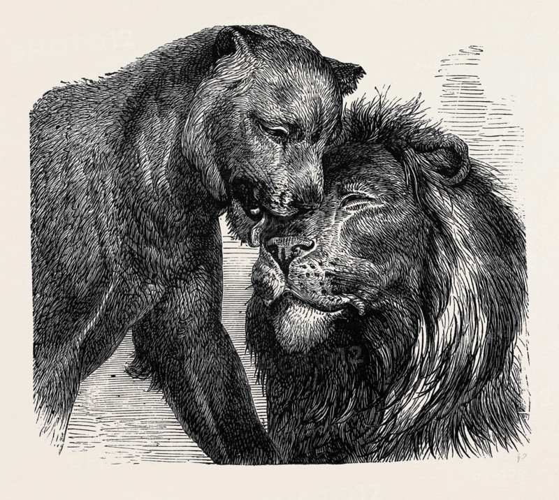 THE KISS OF PEACE, ZOOLOGICAL GARDENS