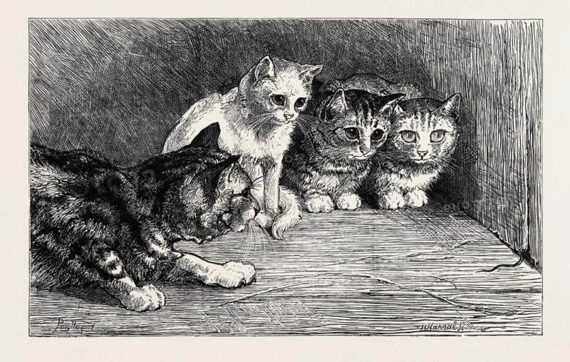 AN EXCITING TAIL, FROM THE DRAWING BY PERCY MACQUOID IN THE BLACK AND WHITE EXHIBITION