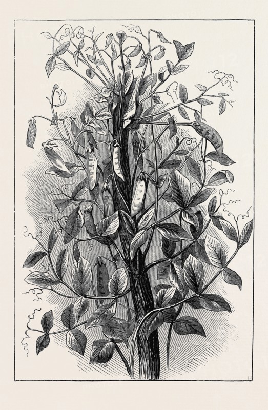 THE ANDERSONIAN MUMMY PEA