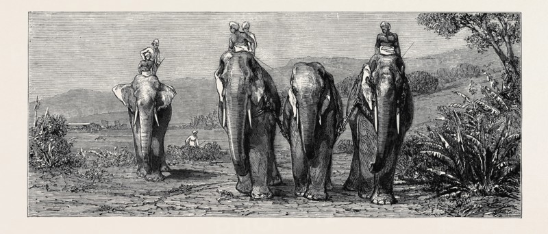 ELEPHANT HUNTING IN CEYLON: REMOVAL OF CAPTIVE ELEPHANT