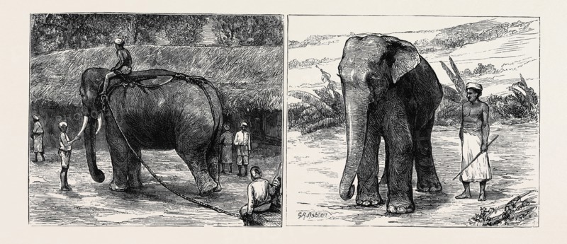 ELEPHANT HUNTING IN CEYLON: LEFT IMAGE: A TAME ELEPHANT DRAGGING TIMBER, RIGHT IMAGE: A SACRED ELEPHANT AND HIS KEEPER