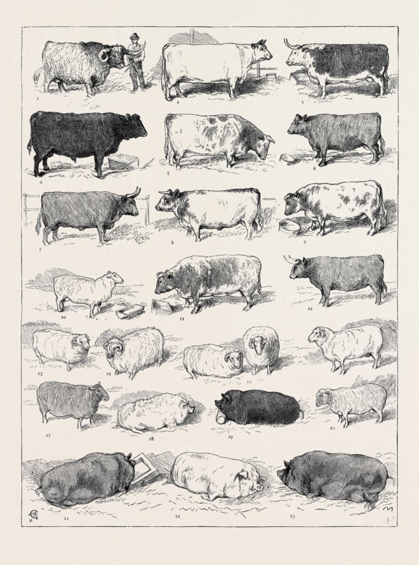 THE CATTLE SHOW AT ISLINGTON, SOME OF THE PRIZE WINNERS: 
1. (127) Scotch Highland Breed, 1st Prize. 2. (170) Extra-Stock Shorthorn, 1st Prize. 3. (42) Hereford Steer, 1st Prize. 4. (137) Scotch Polled Breed, 1st Prize. 5. (65) Short-horned Steer, 1st Prize. 6. (122) Norfolk or Suffolk Polled Breed, 1st Prize. 7. (91) Sussex Breed, 1st Prize. 8. (156) Cross or Mixed Bred Steers or Oxen, 1st Prize. 9. (81) Short-horned Heifer, 1st Prize. 10. (209) Fat Wether, Kentish or Romney Marsh Breed, 1st Prize. 11. (86) Short-horned Cow, 1st Prize. 12. (5) Devon Steer, 1st Prize. 13. (321) Fat Wether, White-faced Mountain Breed, 1st Prize. 14. (326) Fat Wether, Black-faced Mountain Breed. 15. (320) Pair of Fat Ewes, Dorset Breed. 16. (315) Fat Wether, Dorset Breed, 1st Prize. 17. (304) Fat Wether, Oxfordshire Breed. 18. (352) Prince Albert's Windsor Breed (White), 1st Prize, 19. (369) Black Breed, 1st Prize. 20. (335) Extra Stock, Oxfordshire Down Breed. 21. (395) Extra Stock, Small Black Breed, ...