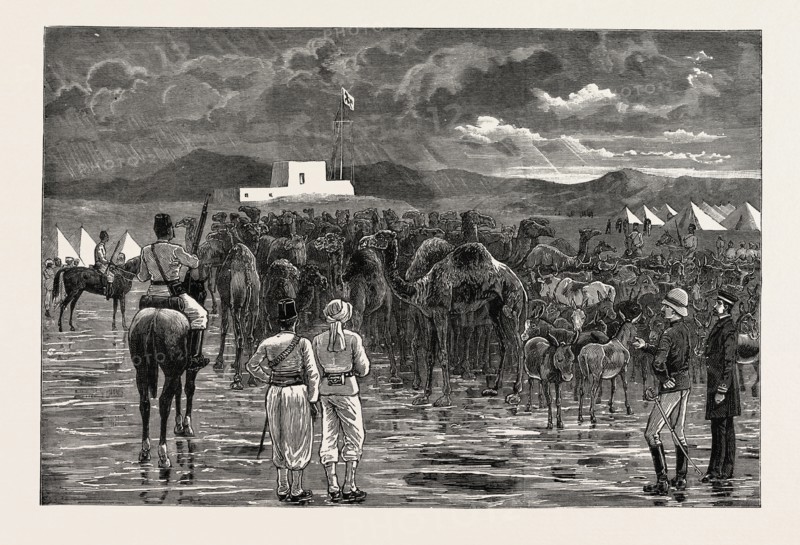 THE REBELLION IN THE SOUDAN - CAMELS AND CATTLE CAPTURED FROM HOSTILE TRIBES DURING A CAVALRY RECONNAISSANCE, AND DRIVEN INTO CAMP AT SUAKIM