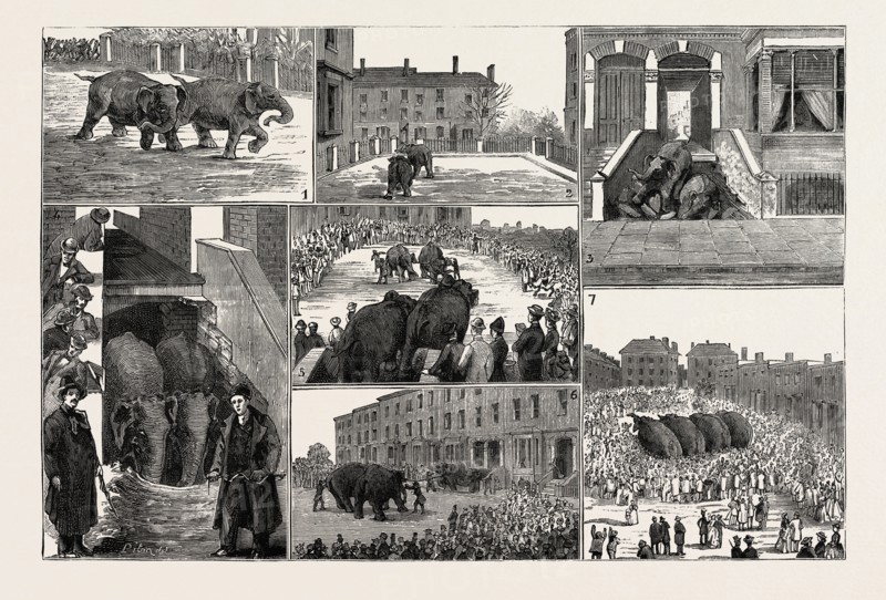 THE STRANGE ADVENTURES OF TWO RUNAWAY ELEPHANTS IN KENTISH TOWN, LONDON: 1. They Break Loose, and Run Gaily Down Cathcart Hill. 2. They Enter a Passage Leading from Francis Terrace to Pemberton Gardens. 3. They Fall Into a Cellar in Pemberton Gardens. 4. Here They Remain. 5. Until the Arrival of Help. 6. When They are Pulled Out of the Cellar. 7. And Go Off Contentedly with their Rescuers.