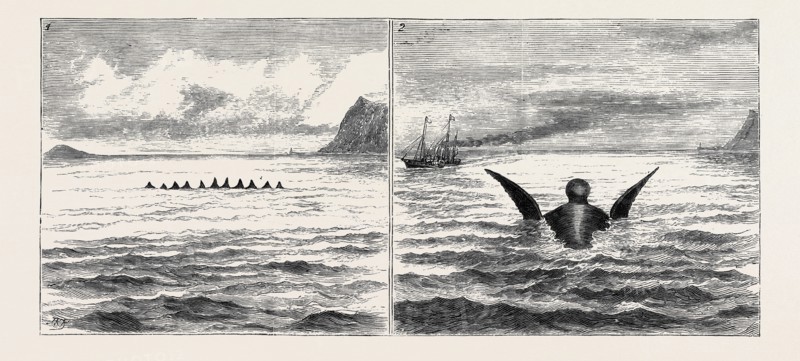 THE SEA SERPENT IN THE MEDITERRANEAN, A SKETCH FROM H.M. YACHT "OSBORNE" OFF THE NORTH COAST OF SICILY ON THE SECOND OF JUNE; 1. The Row of Fins as seen at First; 2. The Head and Flappers; The head was bullet-shaped, and quite 6 feet thick, the neck narrow, and its head was occasionally thrown back out of the water, remaining there for a few seconds at a time. It was very broad across the back or shoulders, about 15 or 20 feet, and the flappers appeared to have a semi-revolving motion, which seemed to paddle the monster along. They were about 15 feet in length.
