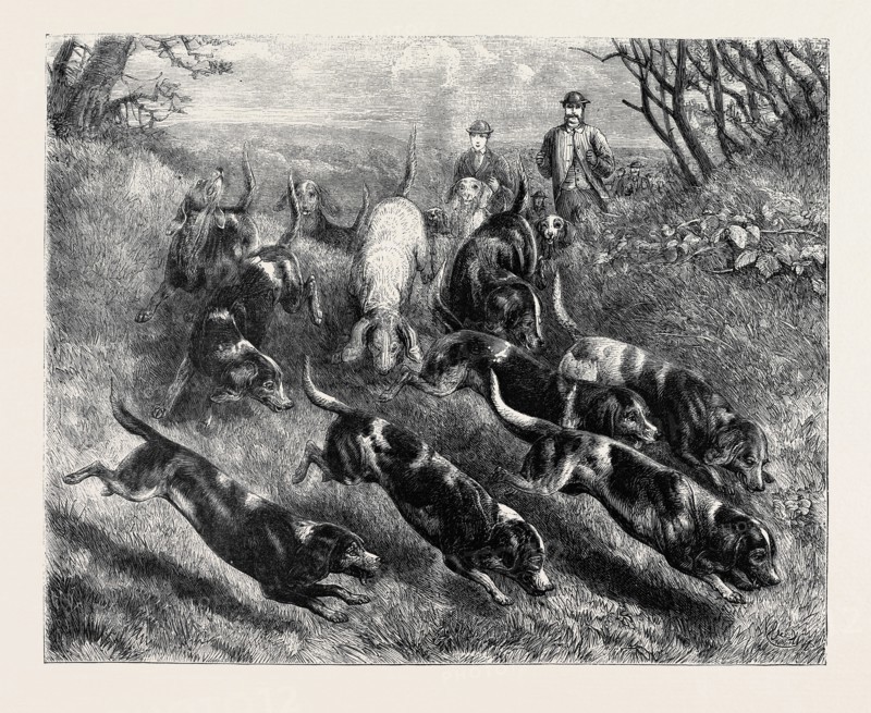 BEAGLES, 1870