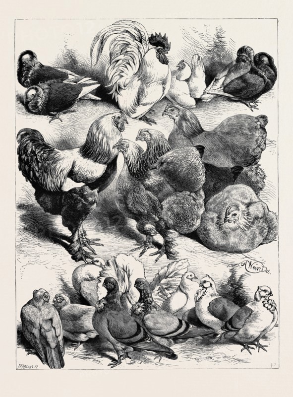 PRIZE BIRDS, CRYSTAL PALACE POULTRY SHOW, 1870