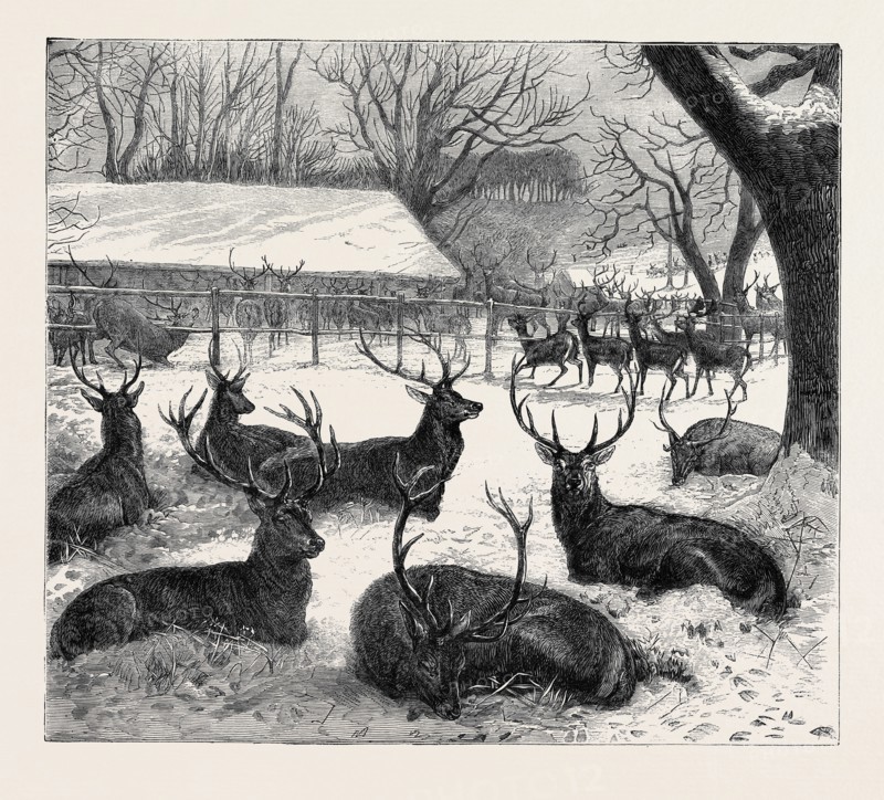 WINTER FEEDING IN WINDSOR PARK, 1870