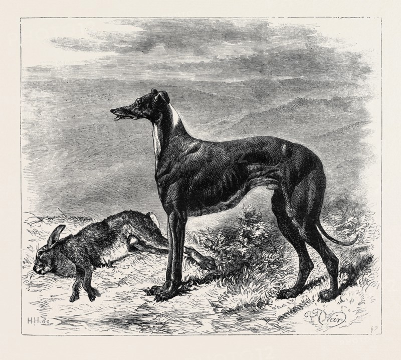COURSING: MASTER M'GRATH, 1870