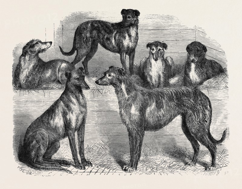 DEERHOUNDS FROM WINDSOR GREAT PARK, 1870