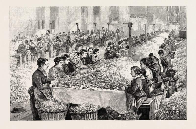 THE PERFUMERY MANUFACTURE AT GRASSE: SORTING ROSES, FRANCE