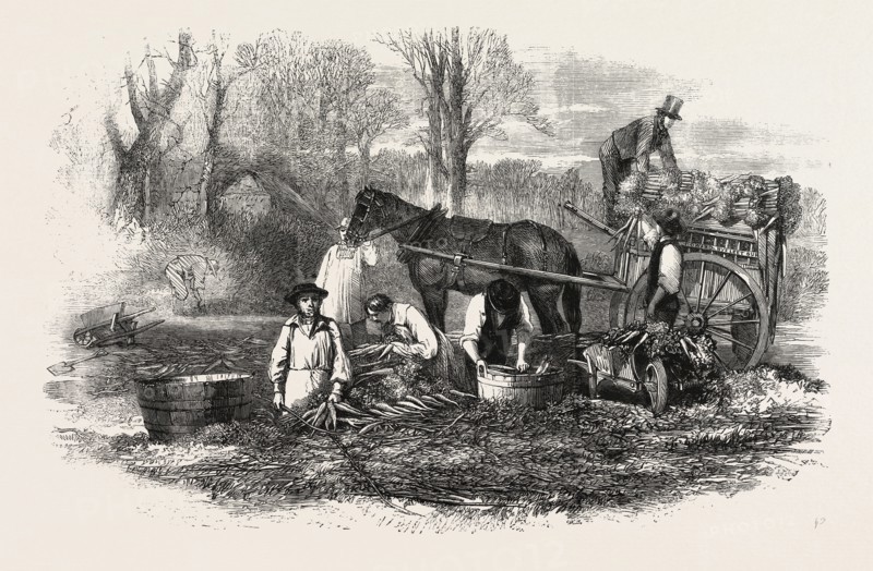 GATHERING, WASHING, BUNCHING, AND CARTING CARROTS FOR THE LONDON MARKET, UK