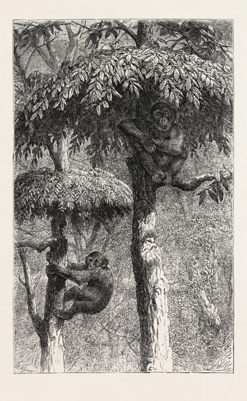 THE NEST-BUILDING APE IN HIS SHELTER