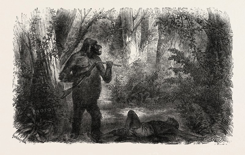 A HUNTER KILLED BY A GORILLA