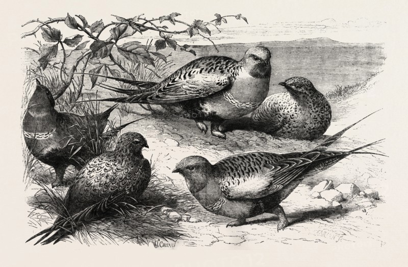 PALLAS SAND-GROUSE (SYRRHAPTES PARADOXUS) IN THE ZOOLOGICAL SOCIETY'S GARDENS, REGENT'S PARK, LONDON, UK