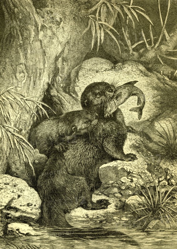 Otter, 1891, Austria